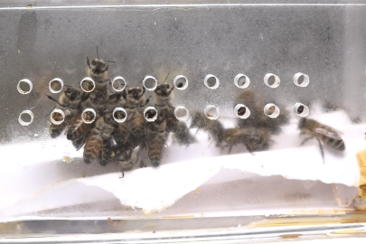 5 bin yıllık tedaviyle arılar şifa dağıtıyor